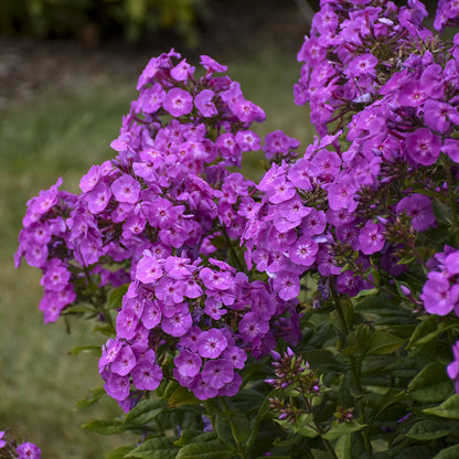 Garden Girls® 'Cover Girl' Tall Garden Phlox - Photo Property of Garden Crossings LLC