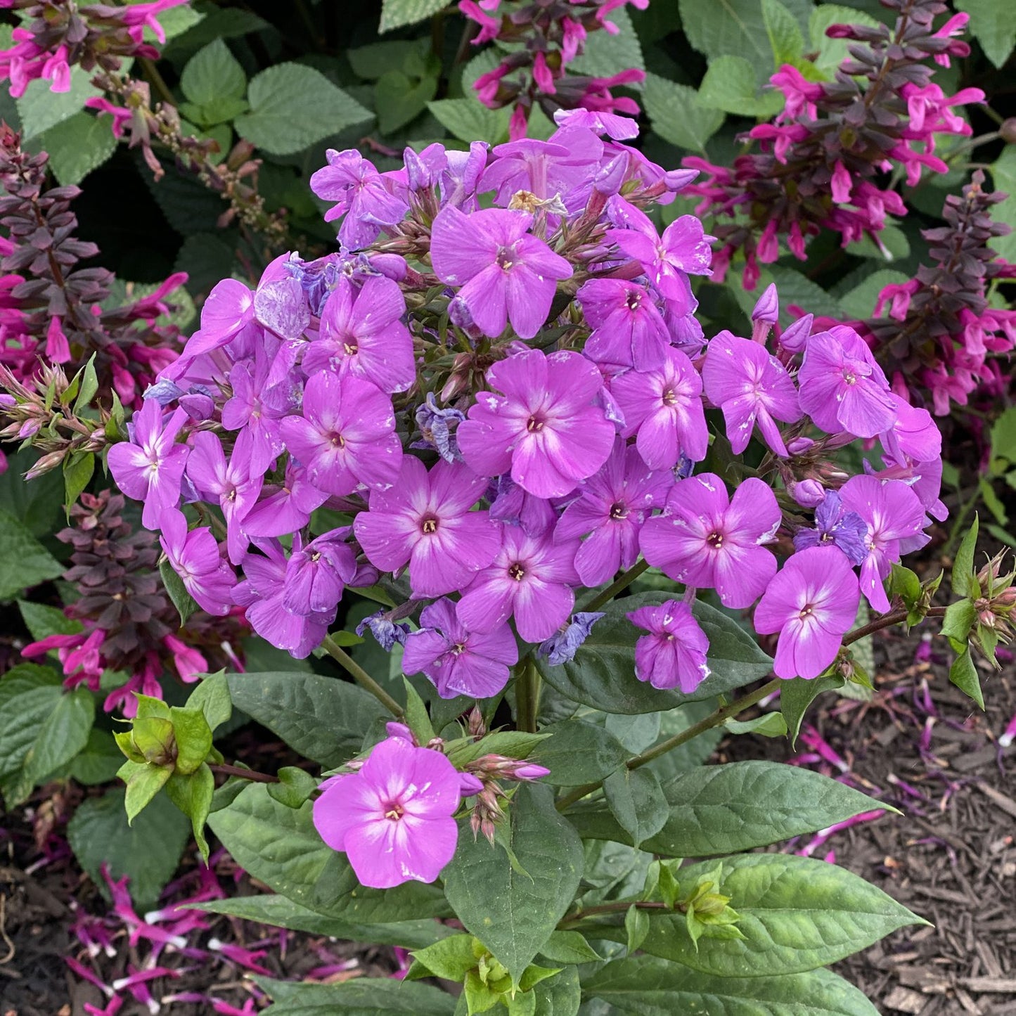 Garden Girls® 'Cover Girl' Tall Garden Phlox - Photo Property of Garden Crossings LLC