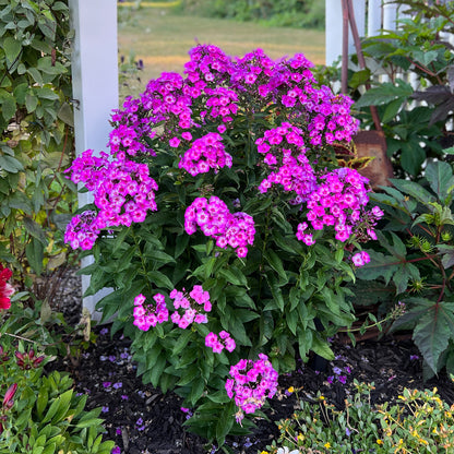 Garden Girls® 'Cover Girl' Tall Garden Phlox - Photo Property of Garden Crossings LLC