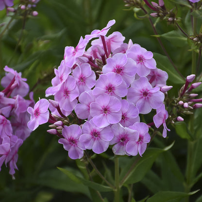 Close-up of Garden Girls® 'Uptown Girl' Tall Garden Phlox displays clusters of vibrant pink, five-petaled blooms surrounded by green leaves and buds, highlighting the lasting beauty of this long-blooming perennial - Photo Property of Garden Crossings LLC.