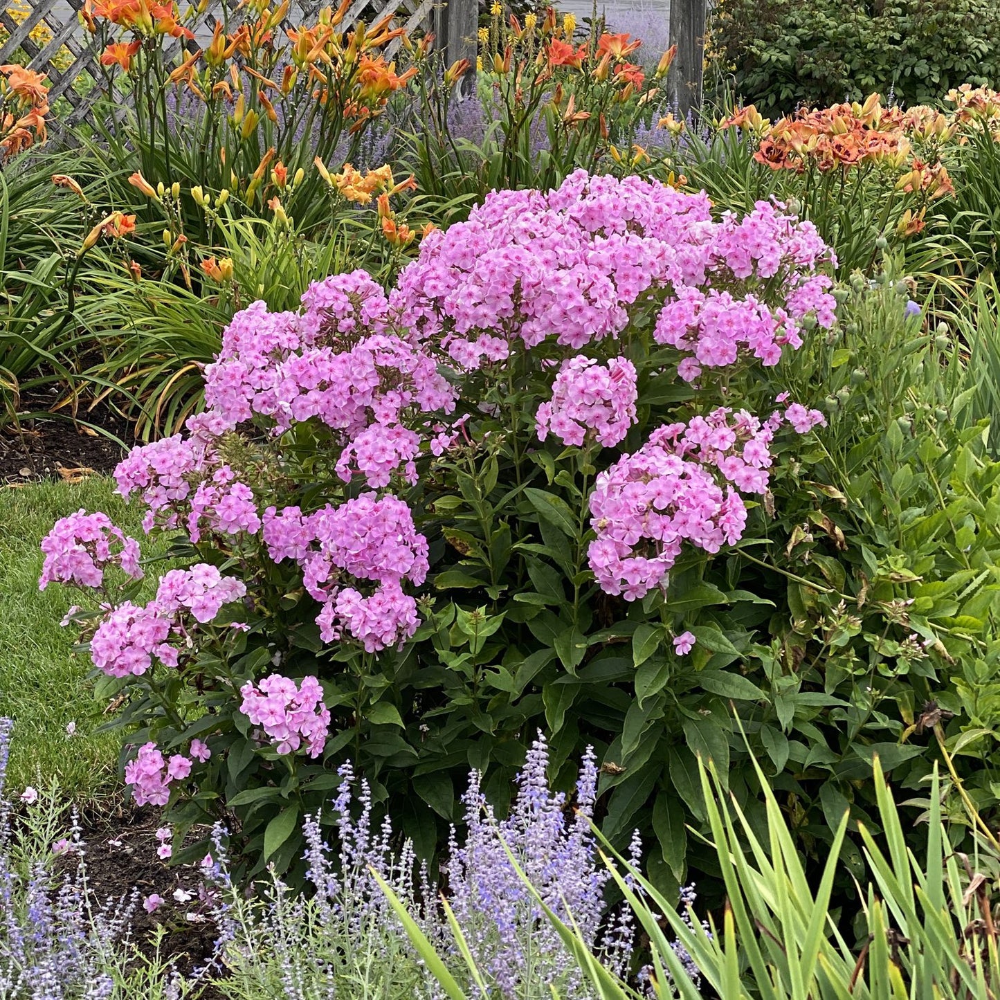 A lush garden features a large bush of Garden Girls® 'Uptown Girl' Tall Garden Phlox with vibrant pink flowers at the center, surrounded by orange lilies, purple blooms, green grass, leafy plants, and a wooden fence in the background - Photo Property of Garden Crossings LLC.