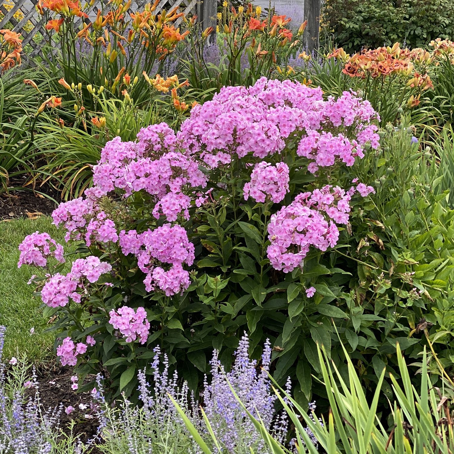 A lush garden features a large bush of Garden Girls® 'Uptown Girl' Tall Garden Phlox with vibrant pink flowers at the center, surrounded by orange lilies, purple blooms, green grass, leafy plants, and a wooden fence in the background - Photo Property of Garden Crossings LLC.