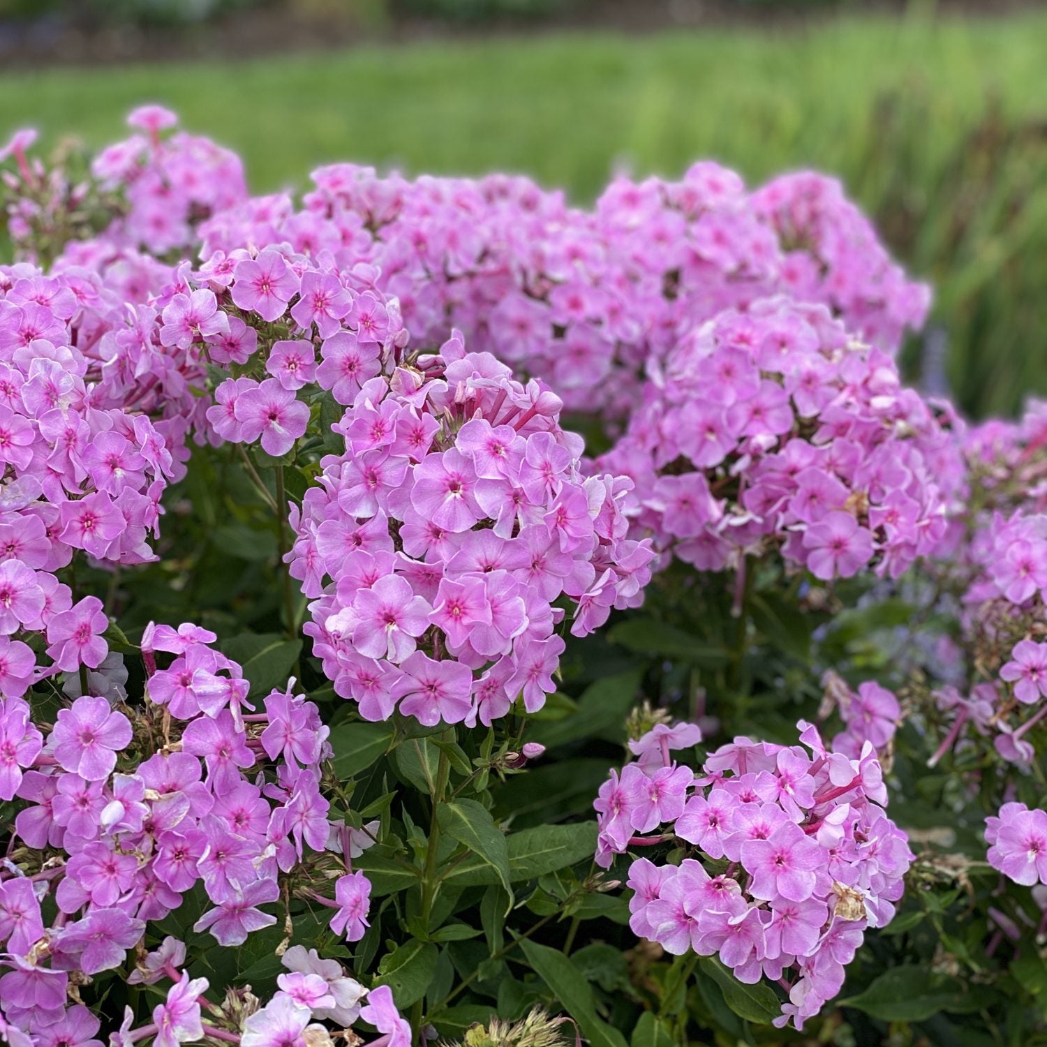 A cluster of vibrant pink Garden Girls® 'Uptown Girl' Tall Garden Phlox blooms above green leaves, showcasing this long-blooming perennial against a blurred grassy backdrop - Photo Property of Garden Crossings LLC.