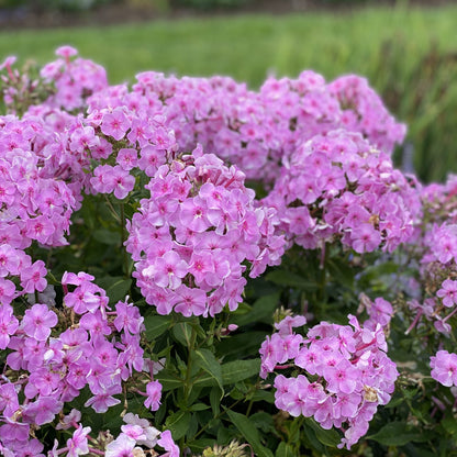A cluster of vibrant pink Garden Girls® 'Uptown Girl' Tall Garden Phlox blooms above green leaves, showcasing this long-blooming perennial against a blurred grassy backdrop - Photo Property of Garden Crossings LLC.