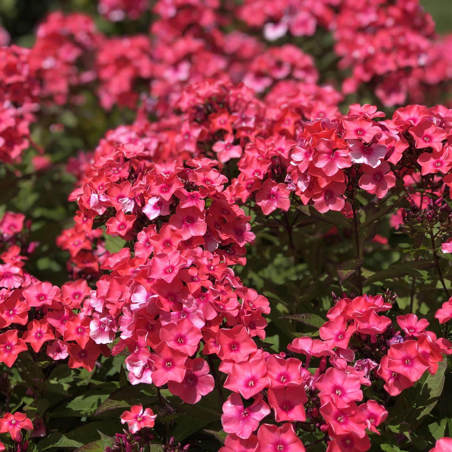 Garden Girls® 'Glamour Girl' Tall Garden Phlox - Photo Property of Garden Crossings LLC