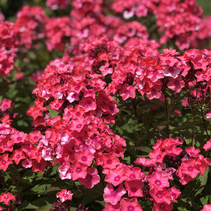 Garden Girls® 'Glamour Girl' Tall Garden Phlox - Photo Property of Garden Crossings LLC