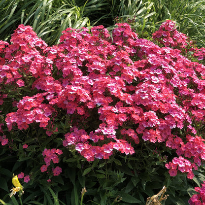Garden Girls® 'Glamour Girl' Tall Garden Phlox - Photo Property of Garden Crossings LLC