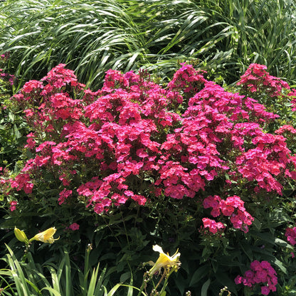 Garden Girls® 'Glamour Girl' Tall Garden Phlox - Photo Property of Garden Crossings LLC