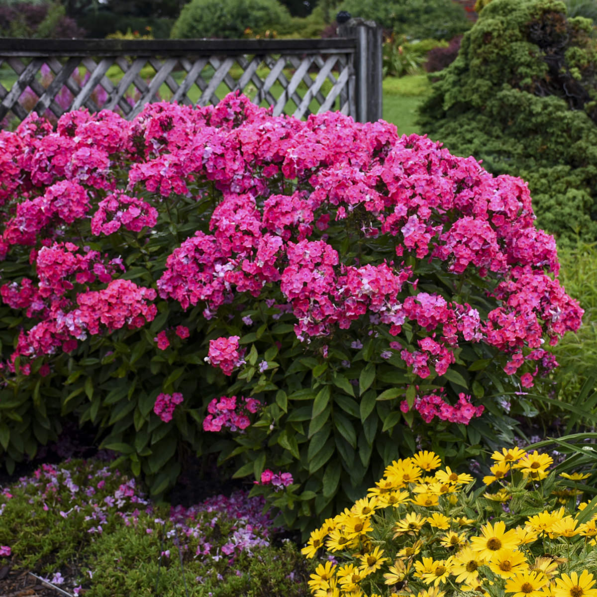 Garden Girls® 'Glamour Girl' Tall Garden Phlox - Photo Courtesy of Walters Gardens, Inc.