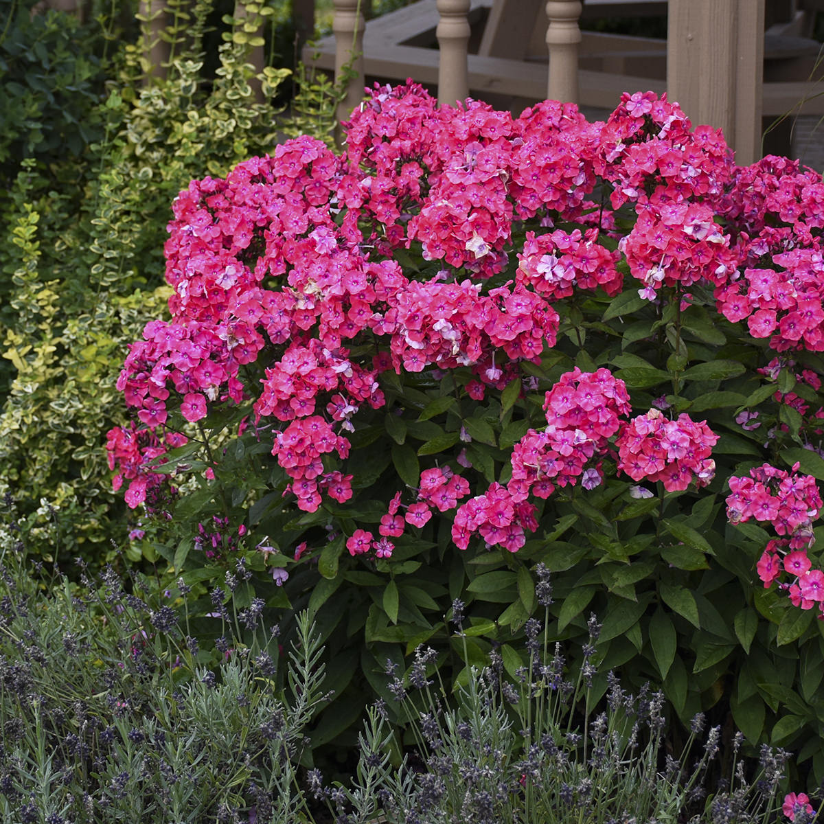 Garden Girls® 'Glamour Girl' Tall Garden Phlox - Photo Courtesy of Walters Gardens, Inc.