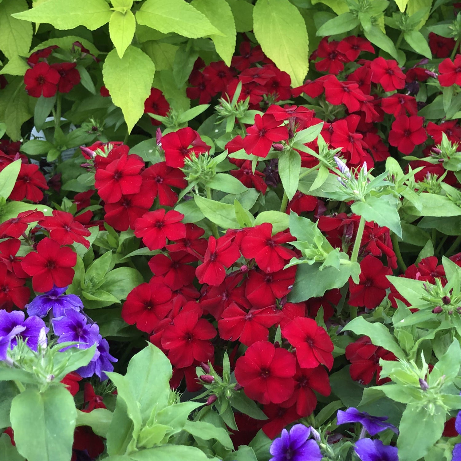 Intensia® Red Hot Phlox - Photo Property of Garden Crossings LLC