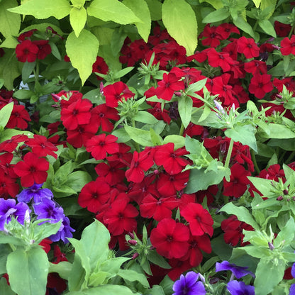 Intensia® Red Hot Phlox - Photo Property of Garden Crossings LLC