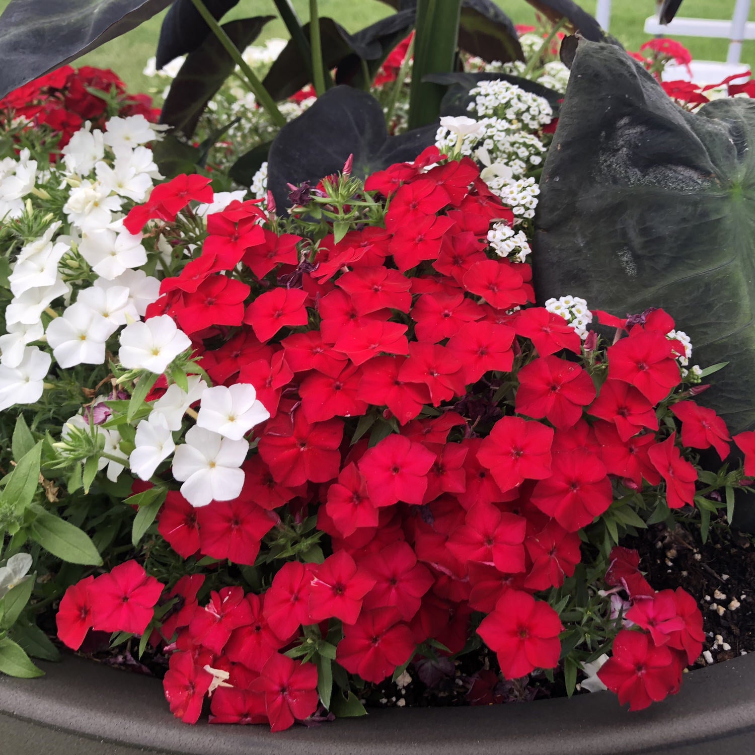 Southern Blaze™ Red Hot Phlox