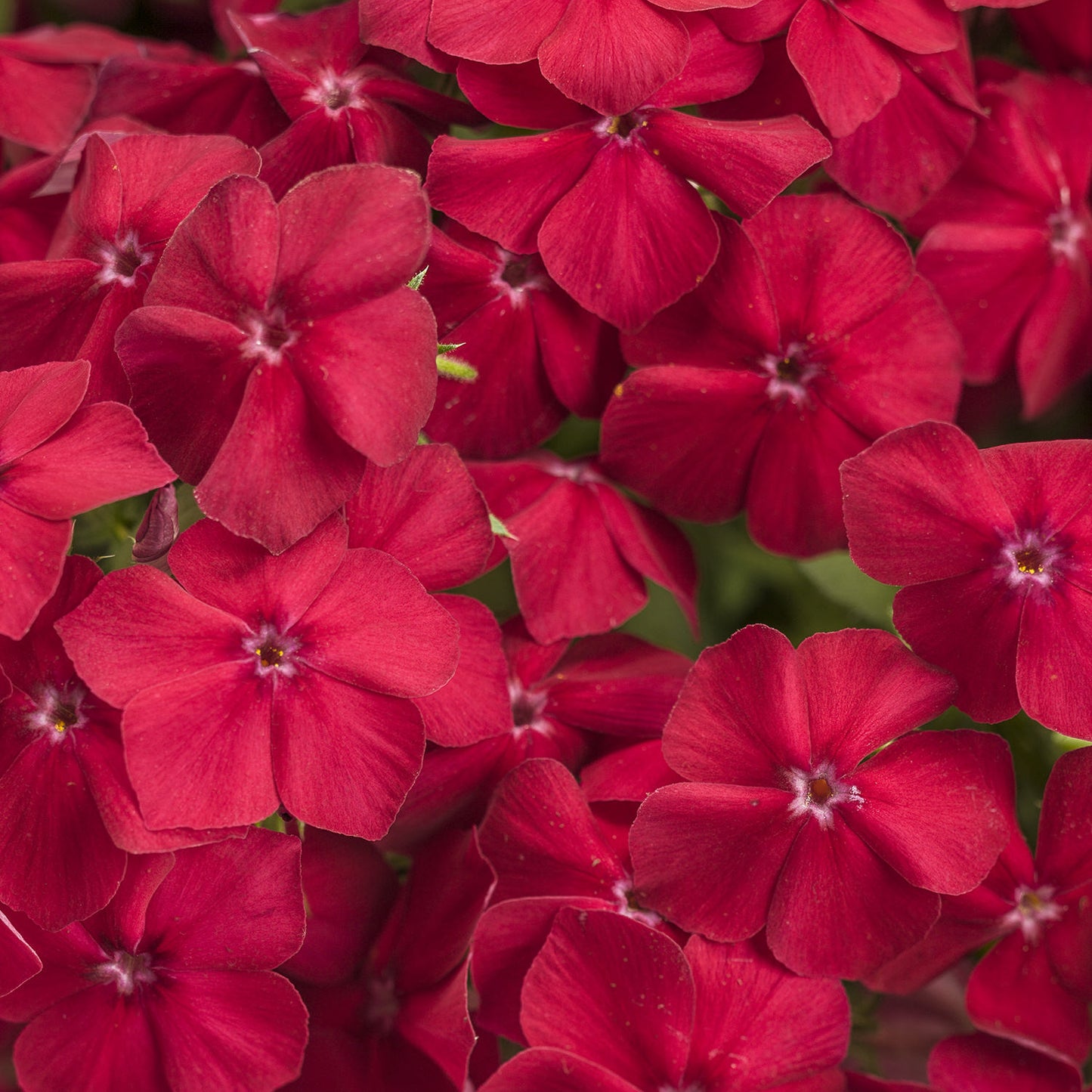 Intensia® Red Hot Phlox - Photo Courtesy of Proven Winners, Inc.