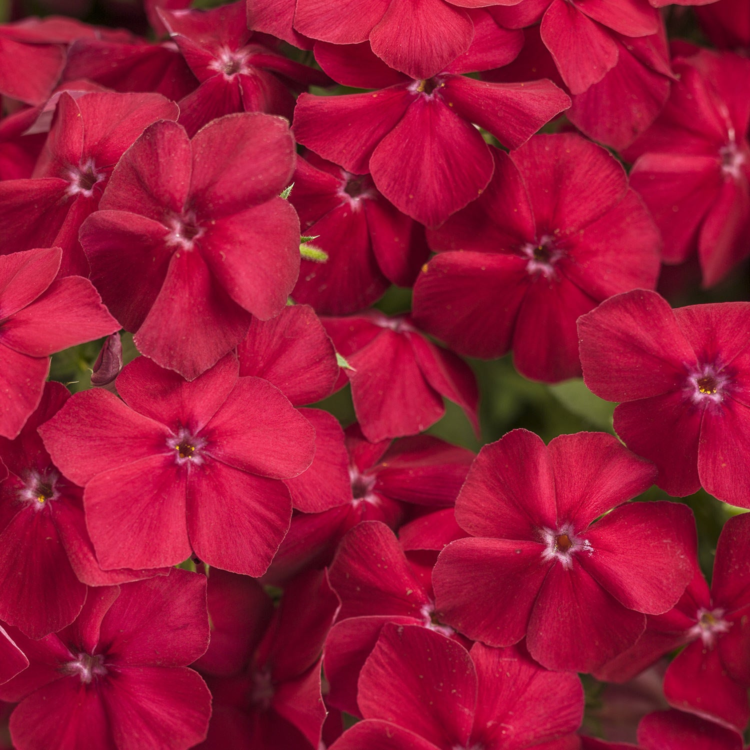 Intensia® Red Hot Phlox - Photo Courtesy of Proven Winners, Inc.