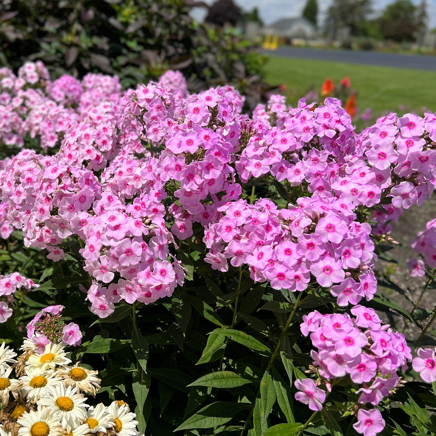 Proven Winners Phlox Luminary - Thumbnail 5