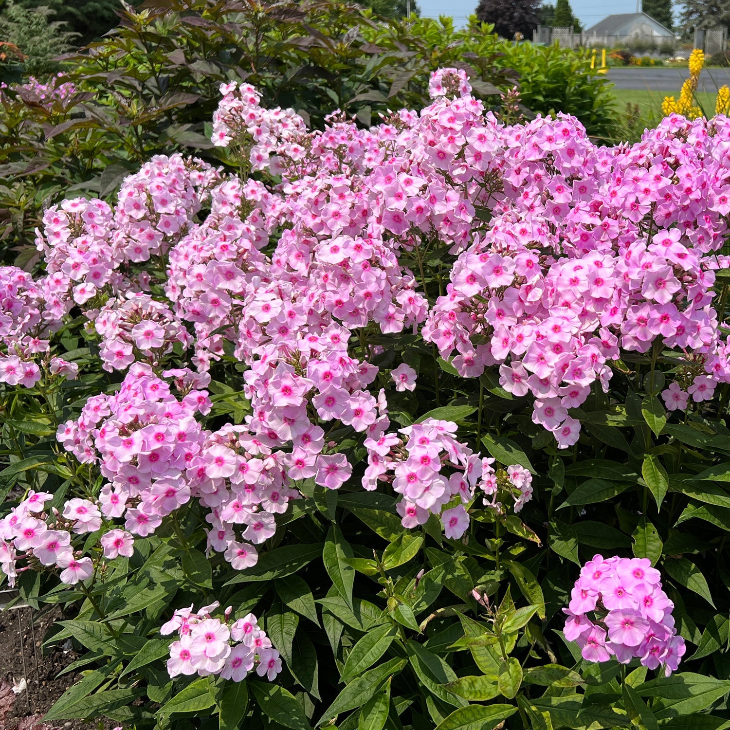 Proven Winners Phlox Luminary - Thumbnail 4