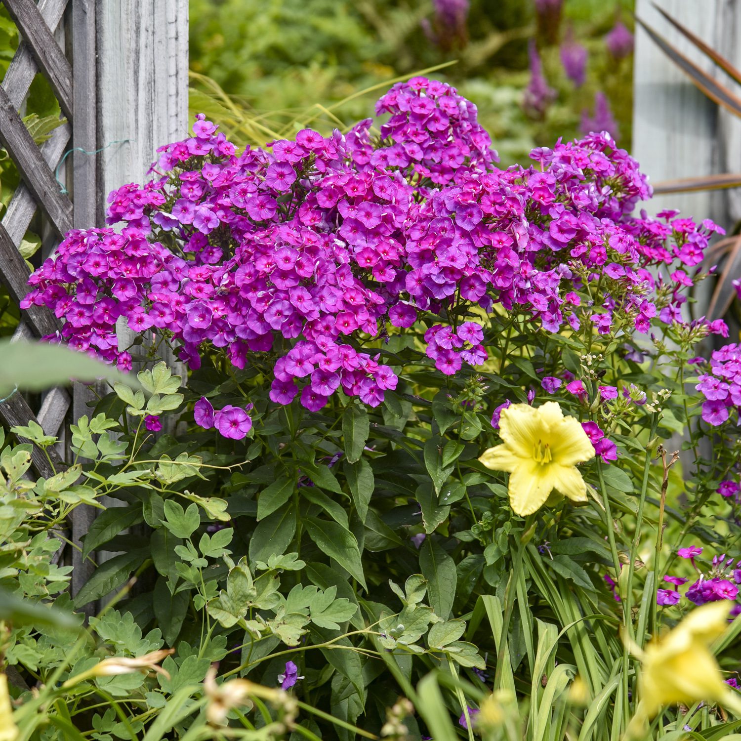 A vibrant cluster of Garden Girls® 'Material Girl' Tall Garden Phlox, a striking perennial, blooms beside a wooden trellis amid lush green foliage and a pale yellow lily in a verdant garden setting - Photo Courtesy of Walters Gardens, Inc.