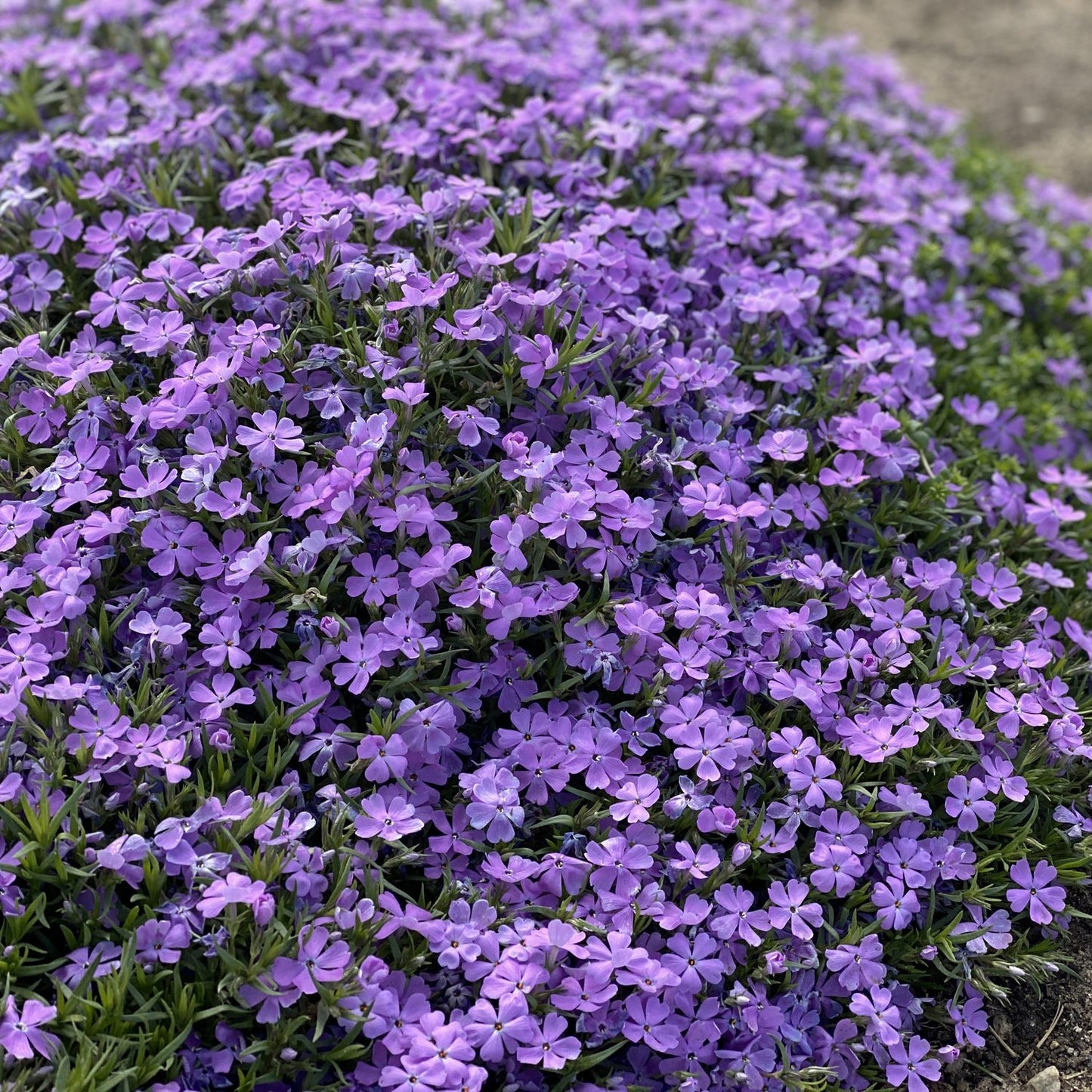 Mountainside® 'Crater Lake' Hybrid Spring Phlox - Photo Property of Garden Crossings LLC