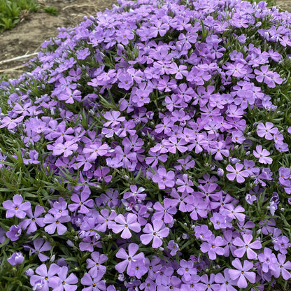 Mountainside® 'Crater Lake' Hybrid Spring Phlox - Photo Property of Garden Crossings LLC