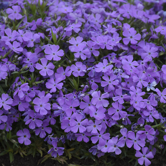Top-down view of Mountainside® 'Crater Lake' Hybrid Spring Phlox features dense clusters of vibrant purple five-petaled flowers atop lush green foliage, creating a perennial, carpet-like ground cover that returns each spring - Photo Courtesy of Walters Gardens, Inc.
