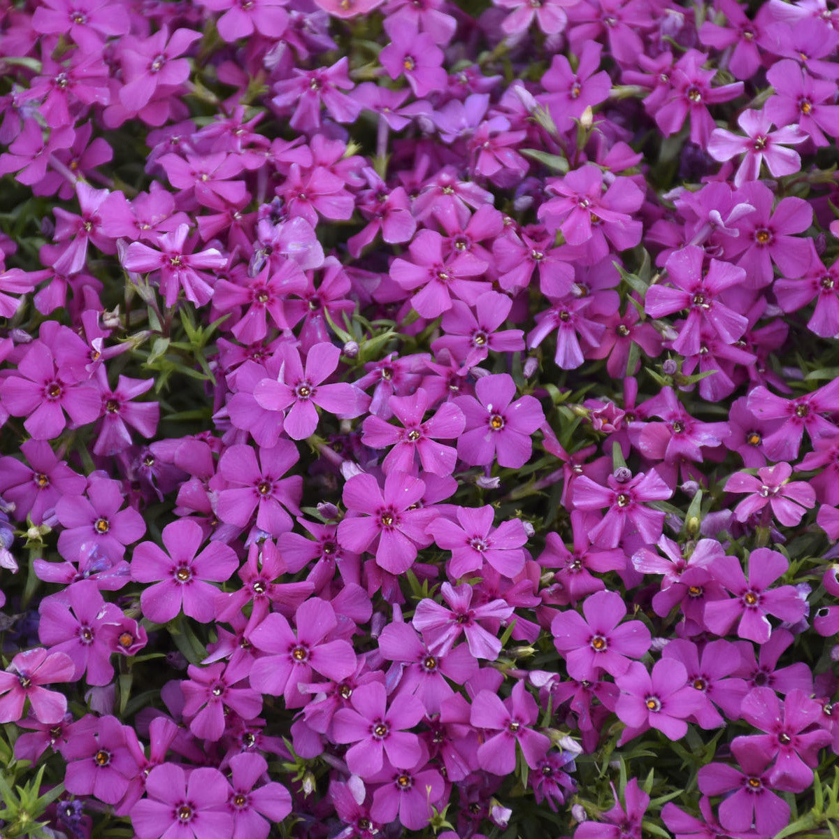 Mountainside® 'Majestic Magenta' Hybrid Spring Phlox - Photo Courtesy of Walters Gardens, Inc.