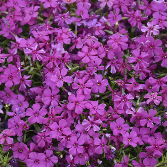 Close-up of Mountainside® 'Majestic Magenta' Hybrid Spring Phlox creates a vibrant ground cover with dense magenta blooms and lush green foliage showing through its small, five-petaled flowers - Photo Courtesy of Walters Gardens, Inc.
