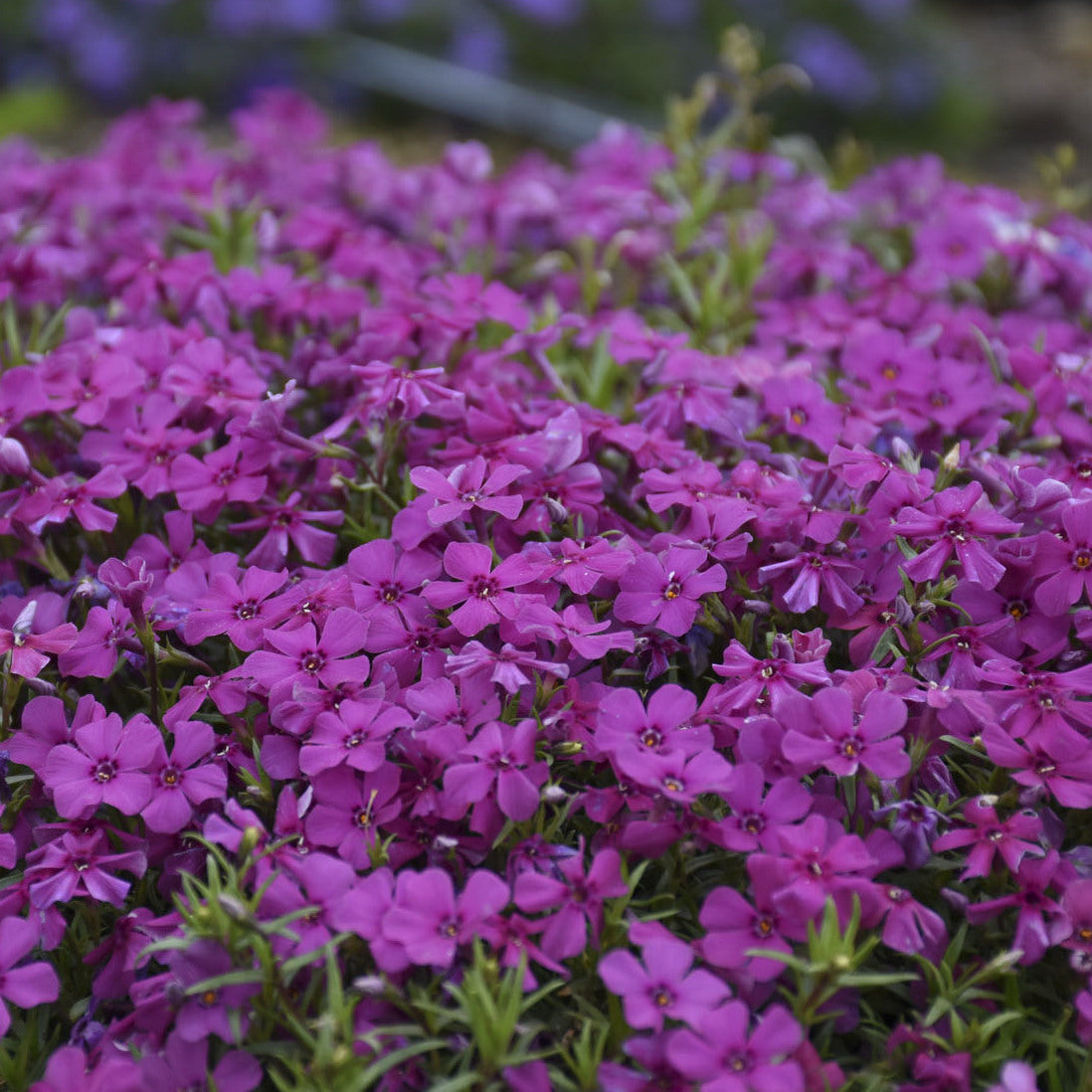Mountainside® 'Majestic Magenta' Hybrid Spring Phlox - Photo Courtesy of Walters Gardens, Inc.