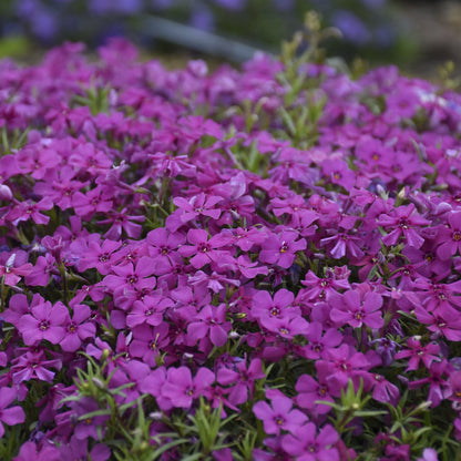 Mountainside® 'Majestic Magenta' Hybrid Spring Phlox - Photo Courtesy of Walters Gardens, Inc.