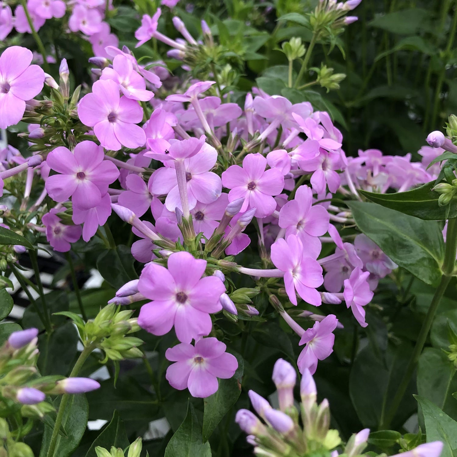 Clusters of light purple 'Opening Act Blush' Hybrid Phlox flowers, each with five petals and green foliage, create a lush garden look - Photo Property of Garden Crossings LLC.