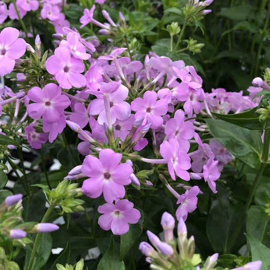 Clusters of light purple 'Opening Act Blush' Hybrid Phlox flowers, each with five petals and green foliage, create a lush garden look - Photo Property of Garden Crossings LLC.