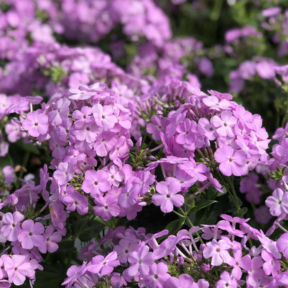 Close-up of clusters of vibrant light purple 'Opening Act Blush' Hybrid Phlox flowers bloom early amid lush green foliage - Photo Property of Garden Crossings LLC.