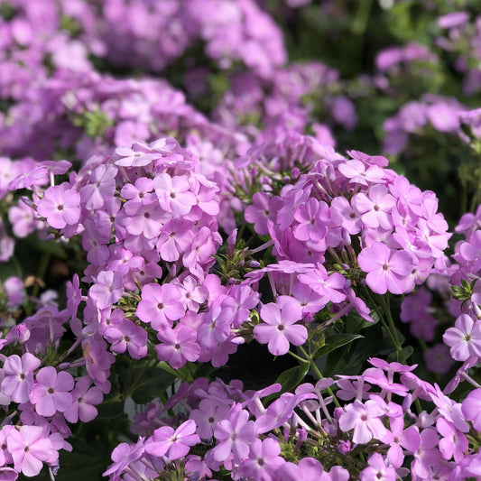 Close-up of clusters of vibrant light purple 'Opening Act Blush' Hybrid Phlox flowers bloom early amid lush green foliage - Photo Property of Garden Crossings LLC.