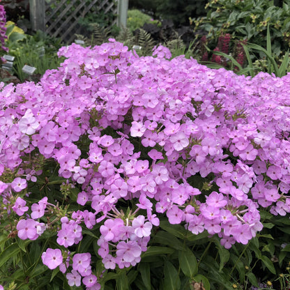 A cluster of vibrant light purple 'Opening Act Blush' Hybrid Phlox blooms with green leaves in a garden, backed by a wooden lattice and other plants - Photo Property of Garden Crossings LLC.