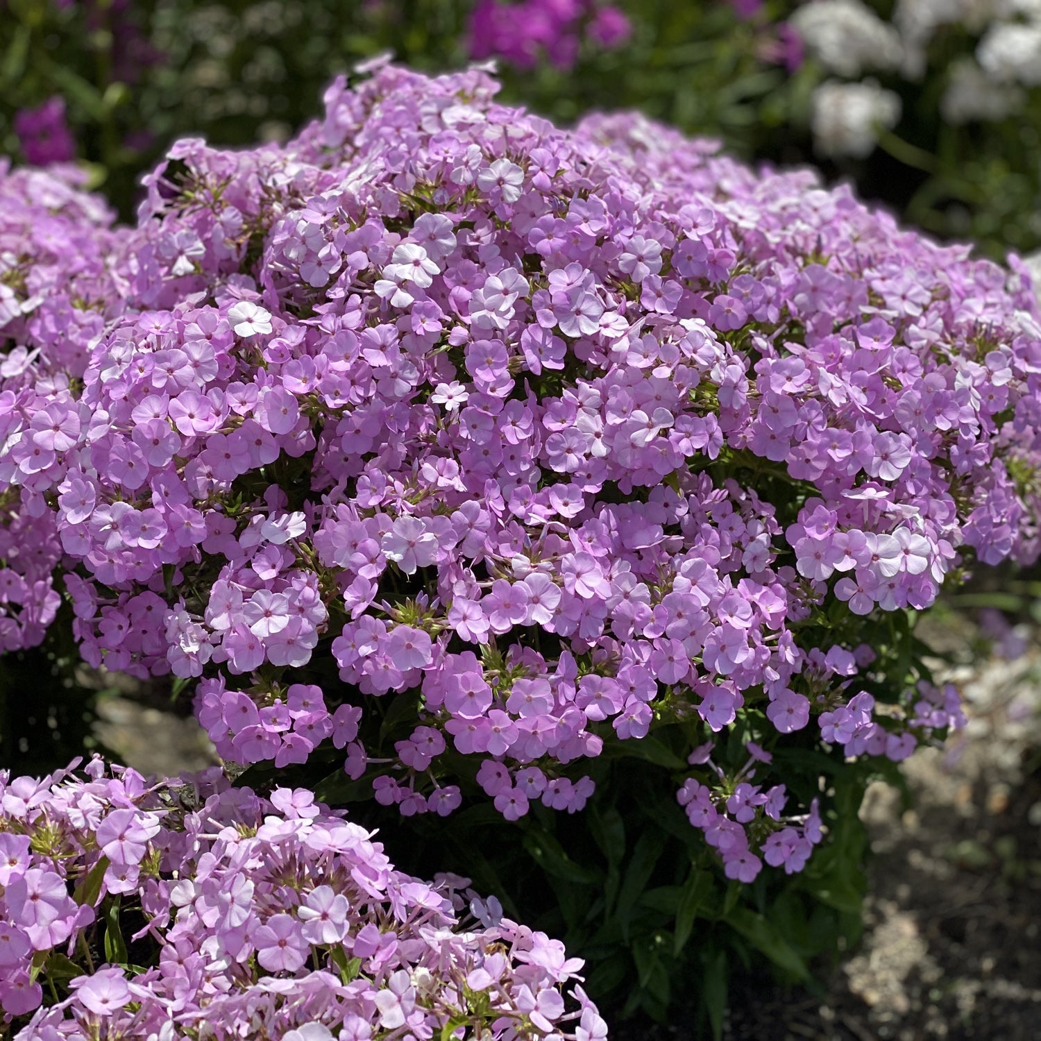 A dense cluster of light purple 'Opening Act Blush' Hybrid Phlox blooms in a garden, surrounded by green foliage and set against a blurred background of similar perennials - Photo Property of Garden Crossings LLC.