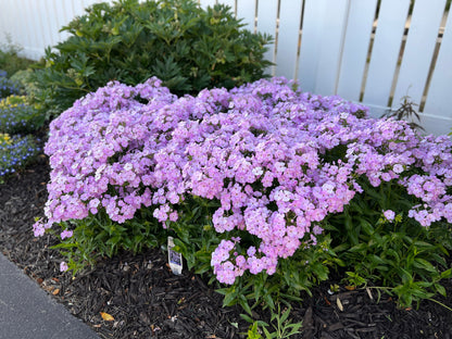 A cluster of 'Opening Act Blush' Hybrid Phlox shows light purple blooms beside a sidewalk, bordered by dark mulch and green foliage, with a white fence in the background - Photo Property of Garden Crossings LLC.