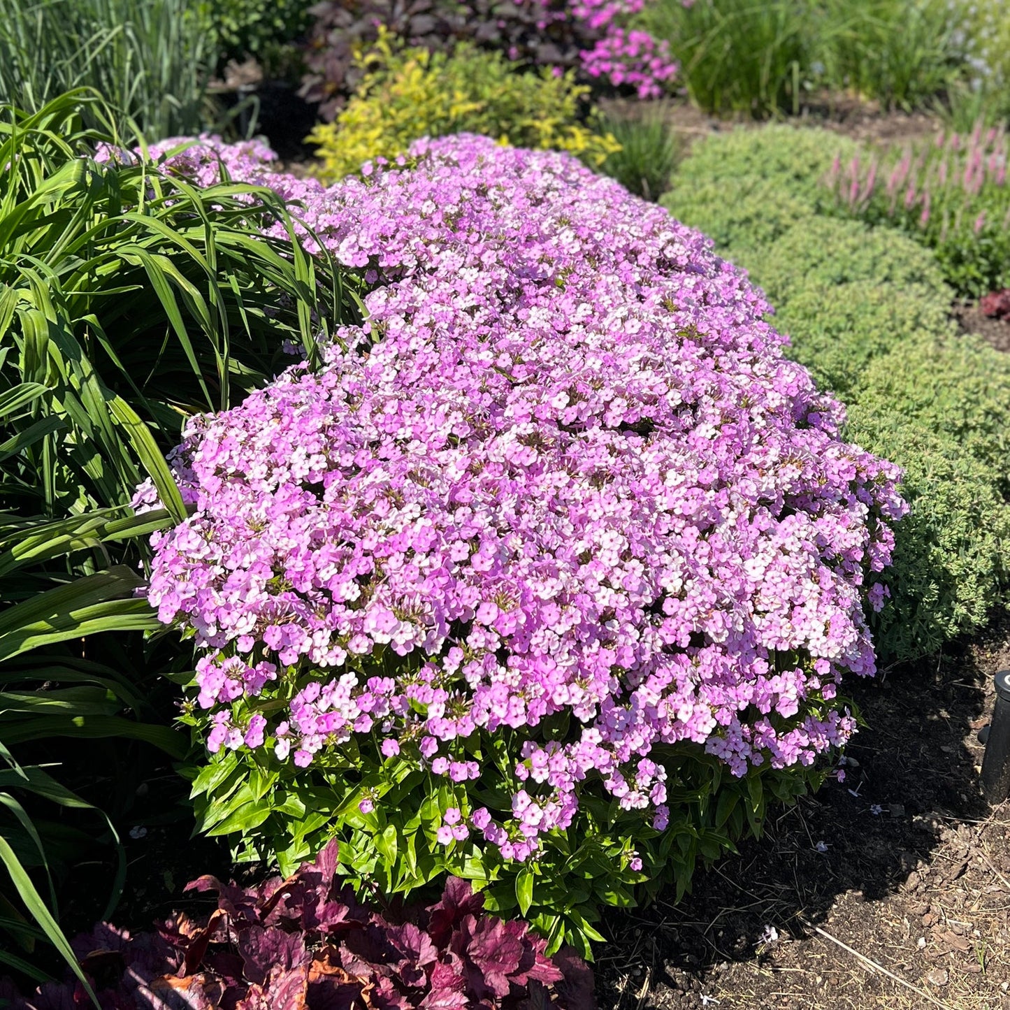 A dense cluster of vibrant pink 'Opening Act Blush' Hybrid Phlox flowers blooms early in a lush garden bed, surrounded by green foliage and other flowering plants under bright sunlight - Photo Property of Garden Crossings LLC.