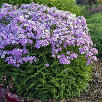 A cluster of 'Opening Act Blush' Hybrid Phlox shows light purple flowers and green leaves in a mulched garden bed, with other plants in the background - Photo Courtesy of Proven Winners, Inc.