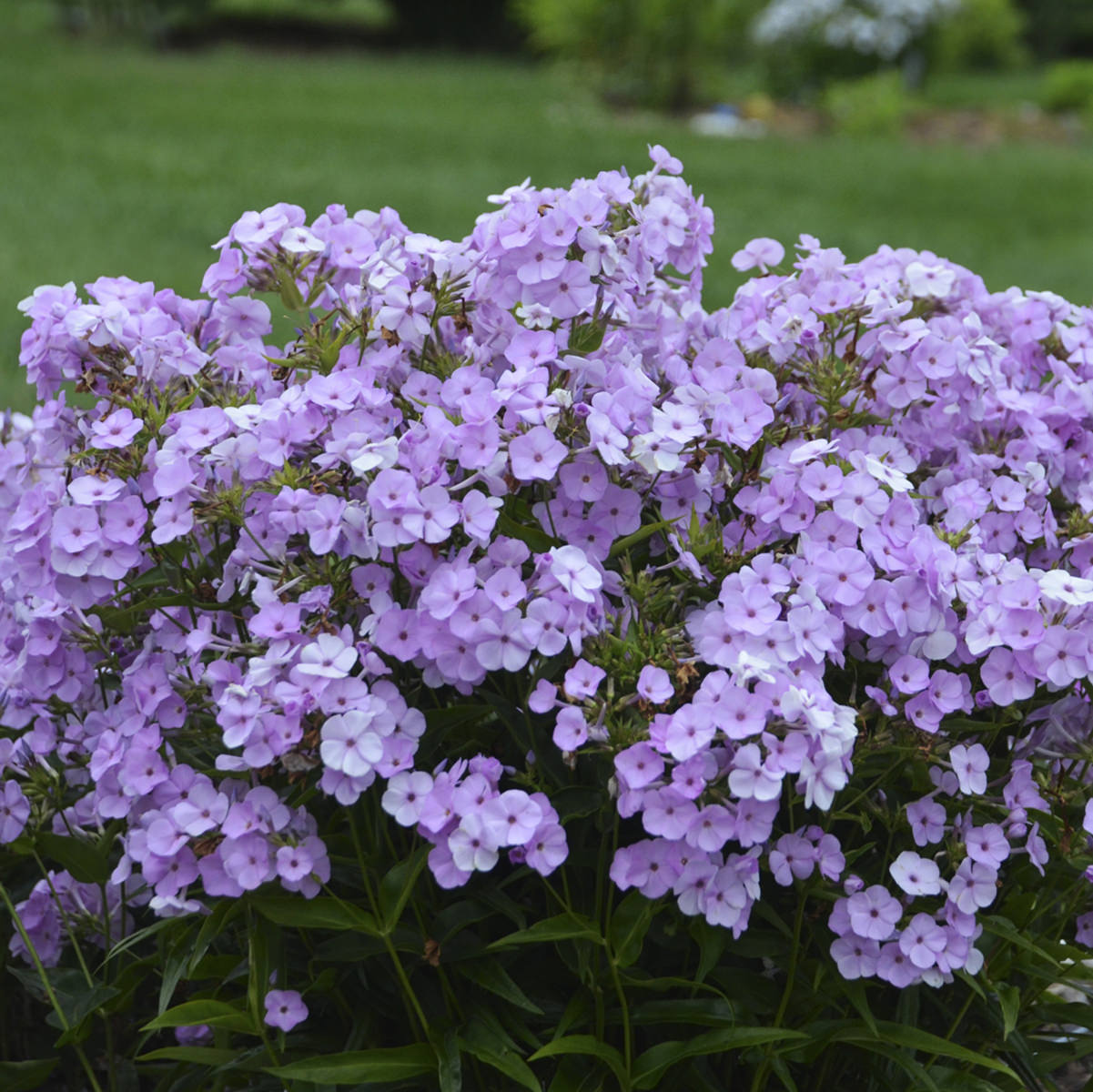 A dense cluster of light purple 'Opening Act Blush' Hybrid Phlox flowers with green leaves blooms outdoors on a grassy lawn - Photo Courtesy of Proven Winners, Inc.