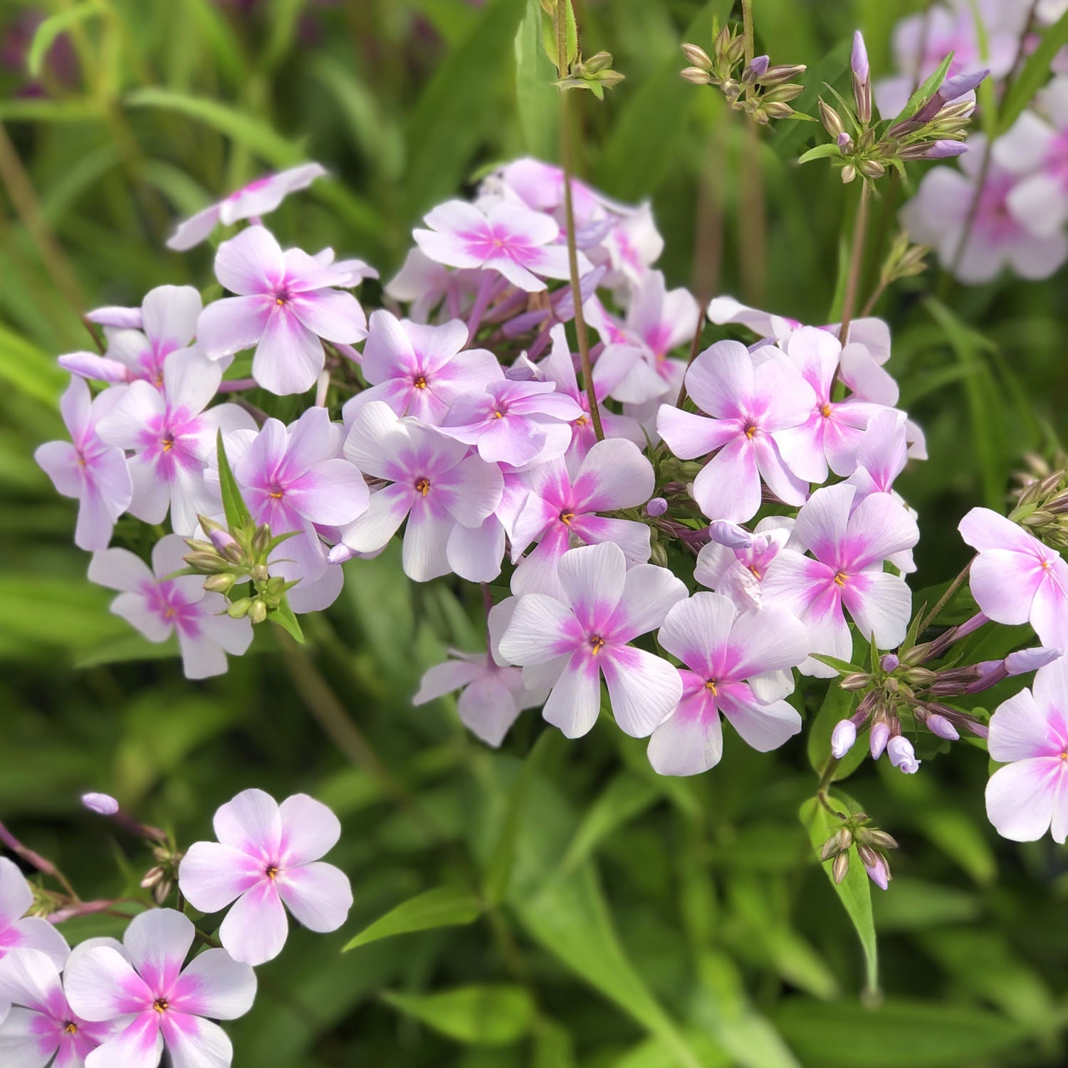 Opening Act Pink-a-Dot' Hybrid Phlox