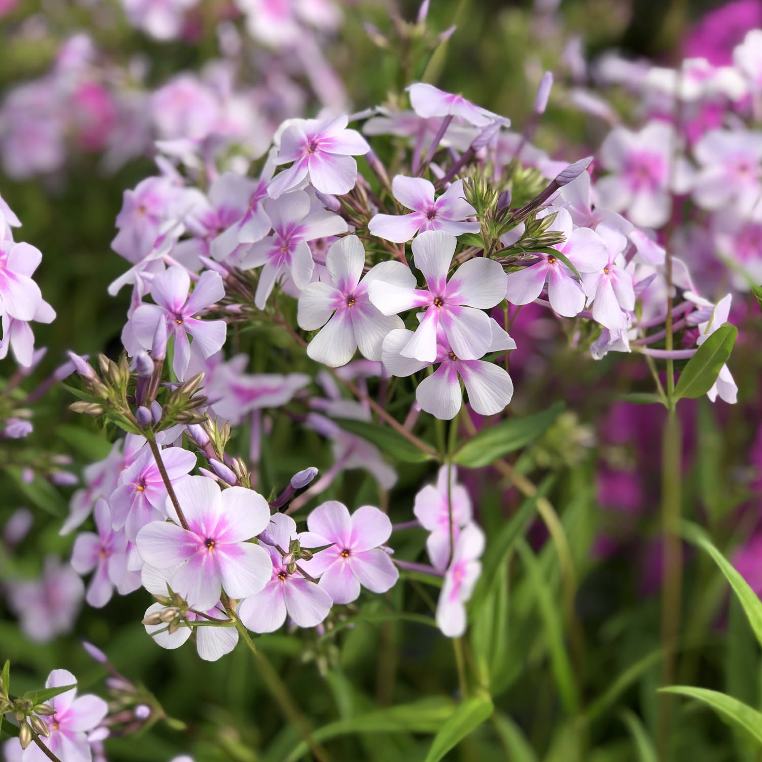 Opening Act Pink -a -Dot' Hybrid Phlox - Photo Property of Garden Crossings LLC