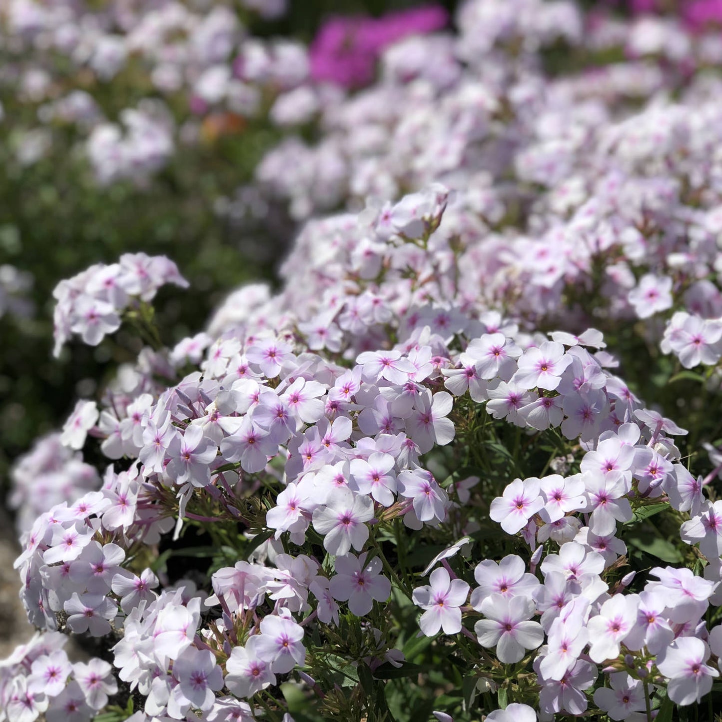 Opening Act Pink -a -Dot' Hybrid Phlox - Photo Property of Garden Crossings LLC