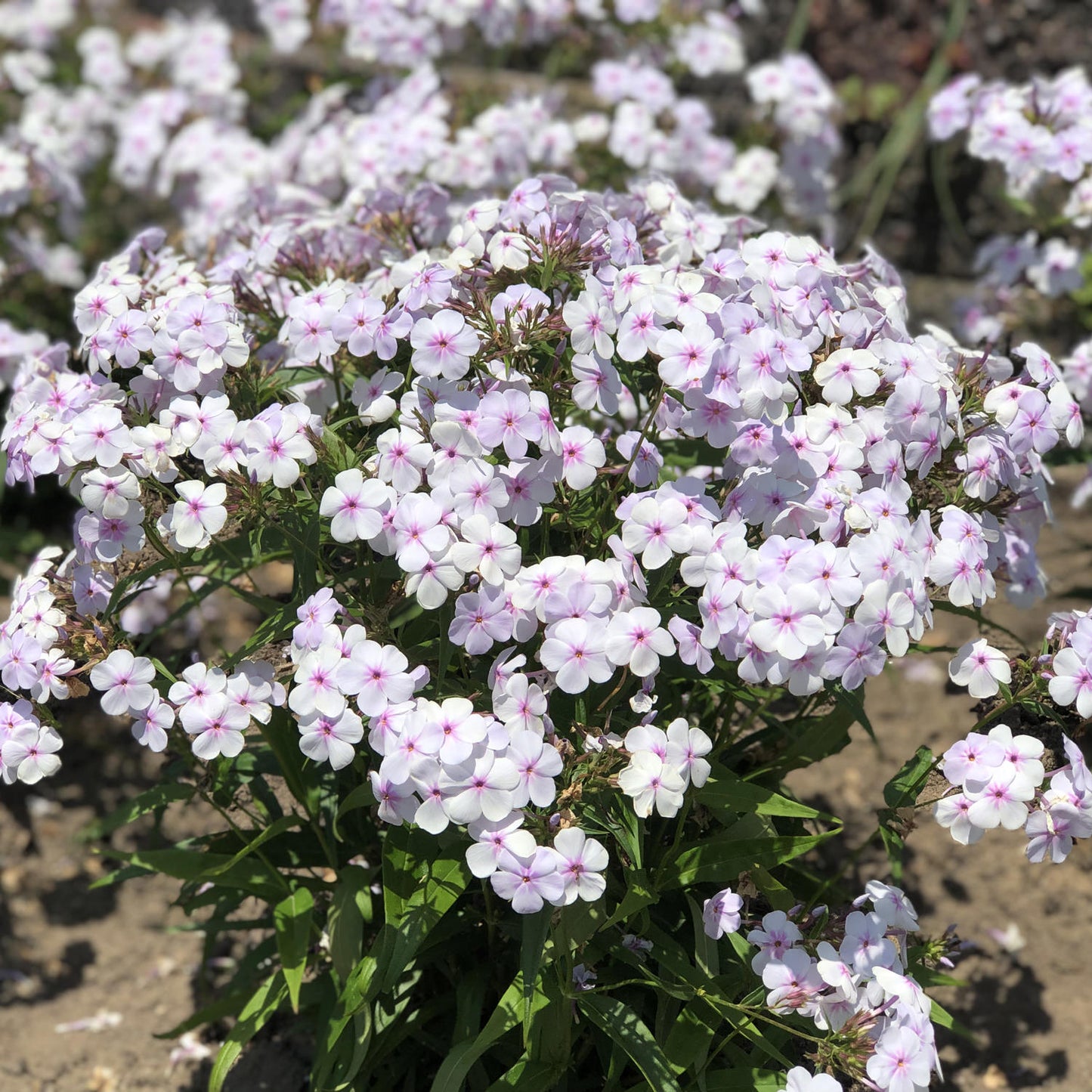 Opening Act Pink -a -Dot' Hybrid Phlox - Photo Property of Garden Crossings LLC