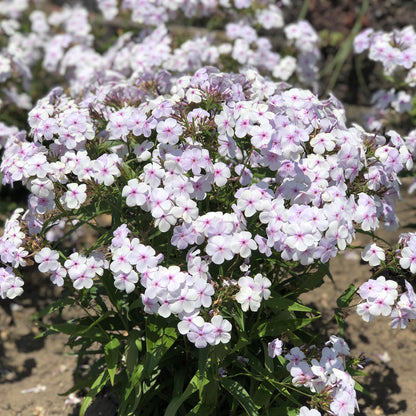 Opening Act Pink -a -Dot' Hybrid Phlox - Photo Property of Garden Crossings LLC