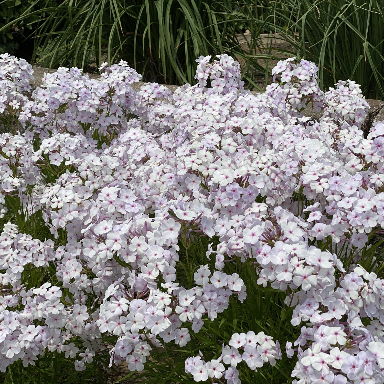 Opening Act Pink -a -Dot' Hybrid Phlox - Photo Property of Garden Crossings LLC
