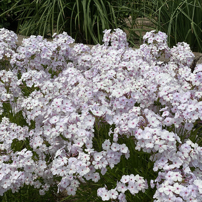 Opening Act Pink -a -Dot' Hybrid Phlox - Photo Property of Garden Crossings LLC