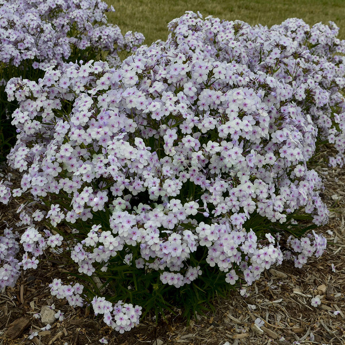 Opening Act Pink -a -Dot' Hybrid Phlox - Photo Courtesy of Proven Winners, Inc.