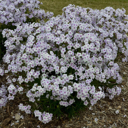 Opening Act Pink -a -Dot' Hybrid Phlox - Photo Courtesy of Proven Winners, Inc.