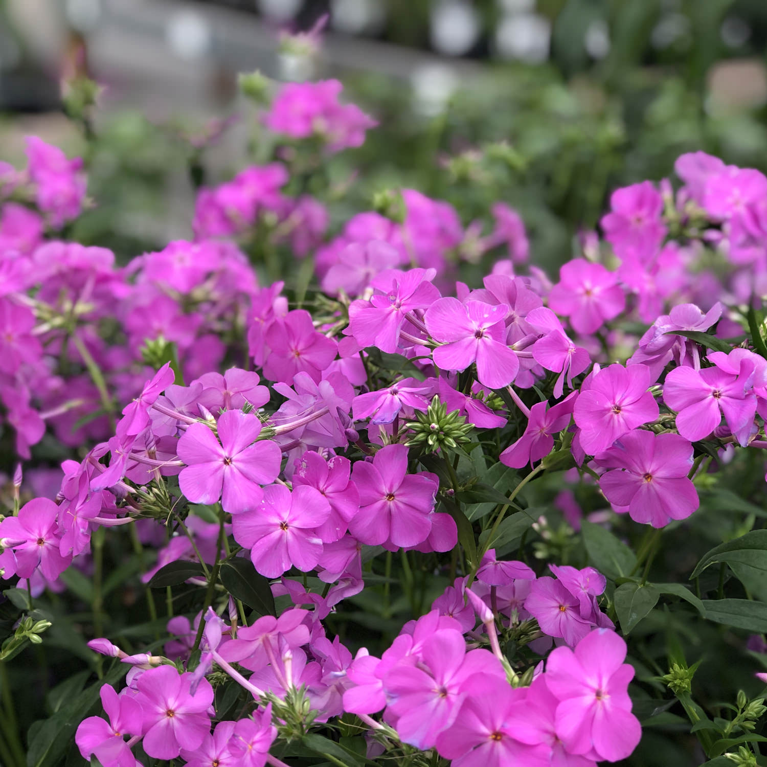 Opening Act Ultrapink' Hybrid Phlox - Photo Property of Garden Crossings LLC