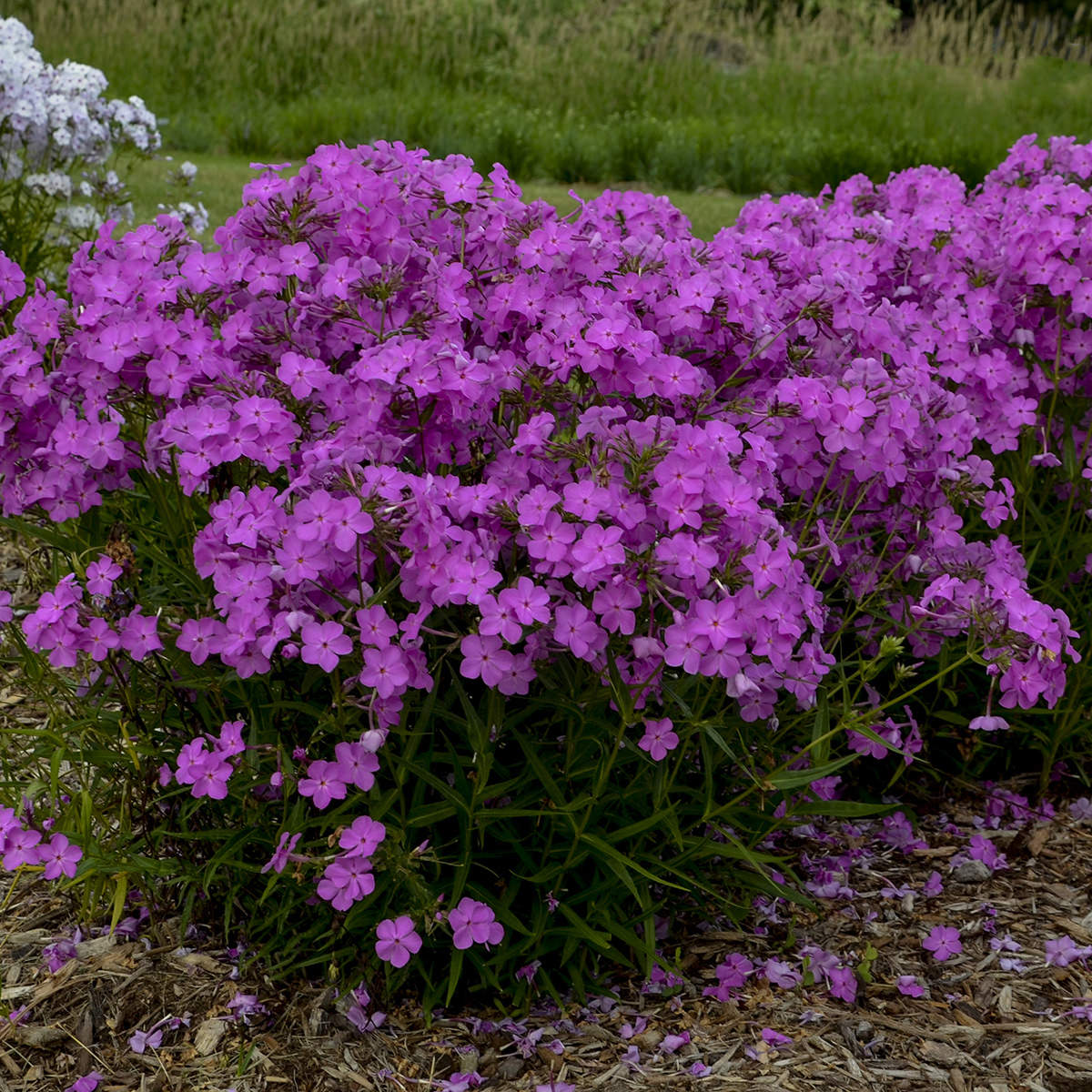 Opening Act Ultrapink' Hybrid Phlox - Photo Courtesy of Proven Winners, Inc.